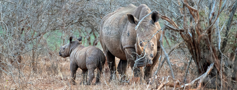 The Rhino Conservation Issue