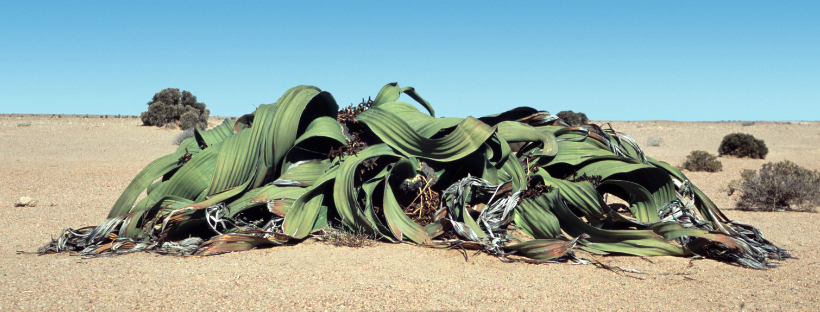 The Welwitschia Issue