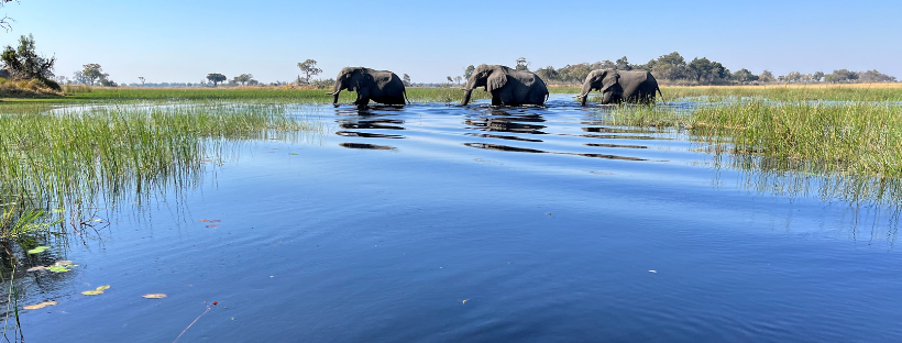 Okavango Activities Issue
