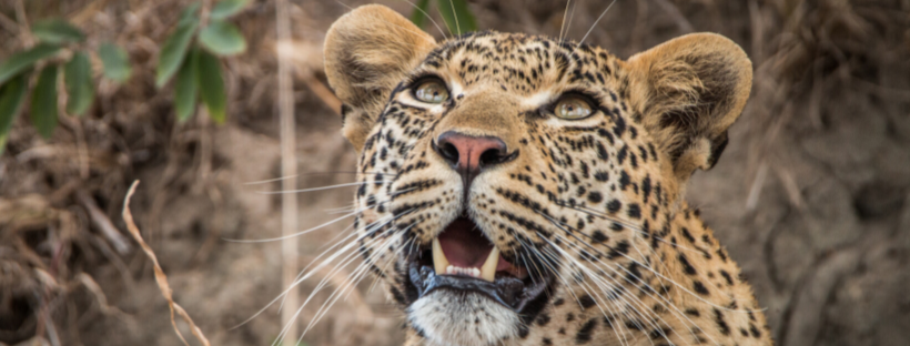 Sabi Sands: The Premier Destination for a Big 5 Safari in Africa