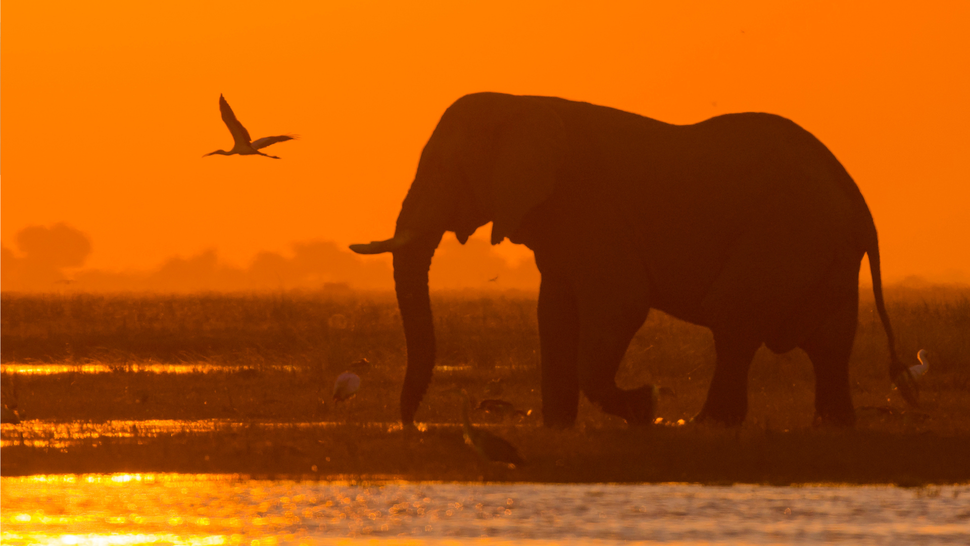Victoria Falls & Chobe: Nature’s Grand Spectacles