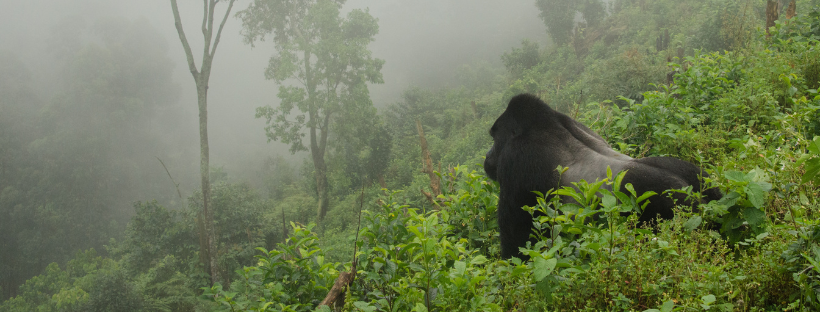 Découverte du Rwanda : L’aventure époustouflante du trekking aux gorilles.