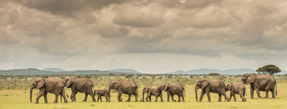 elephants, serengeti