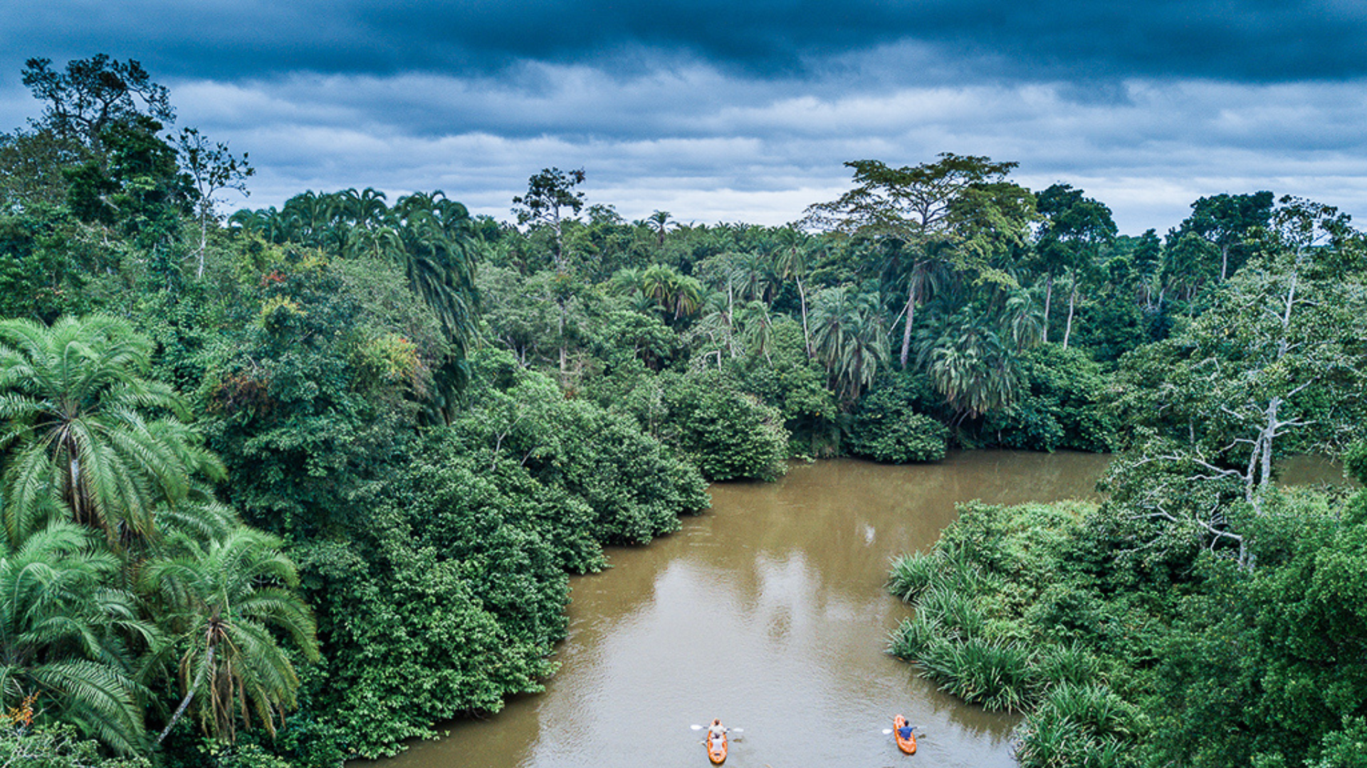 Encountering Gorillas in Africa’s Remote Rainforests