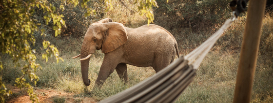 Why a safari is the ultimate holiday with your teenager