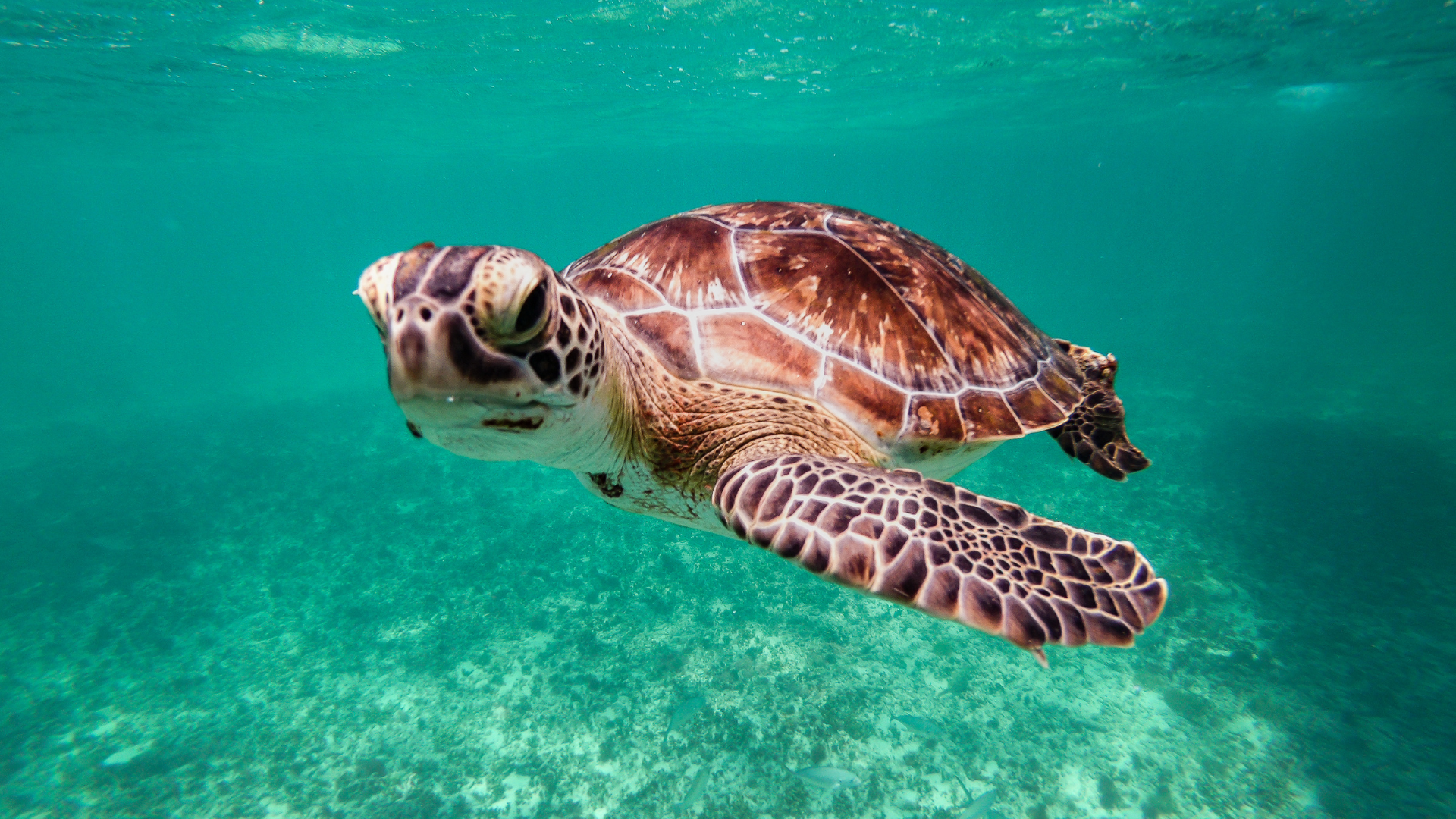 Seychelles vs Madagascar, which is best?