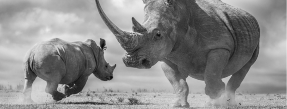 Ever dream of taking National Geographic-worthy photographs?