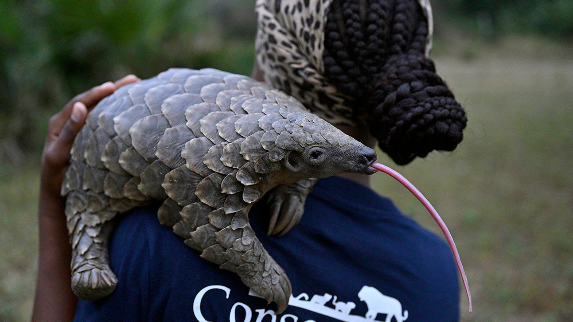 Mozambique’s secret survivors: discovering pangolins and dugongs in the wild 