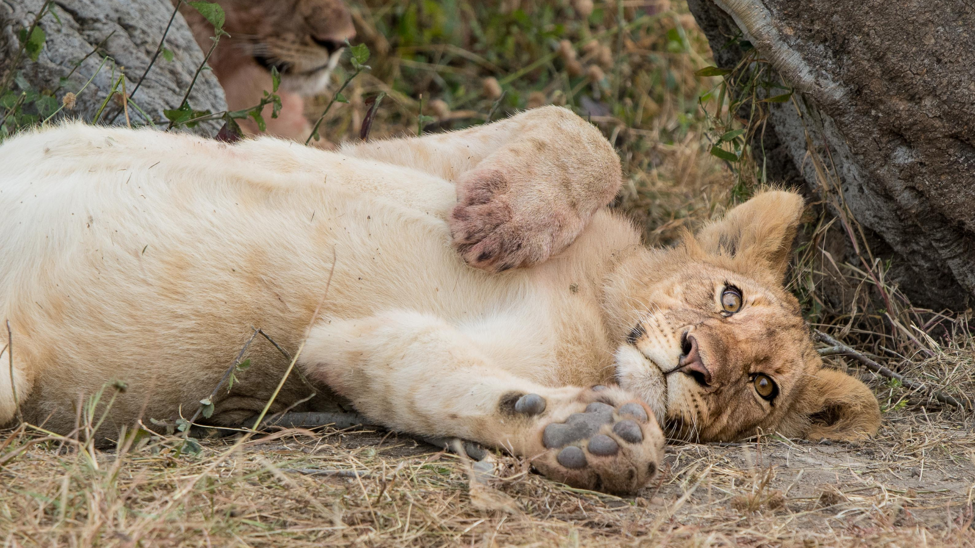 5 Unforgettable South African Safaris That Don’t Require Malaria Meds
